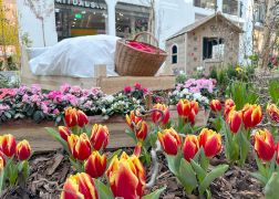 Fruehling In Der Goethe Galerie  Februar 2026 04